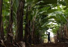 Global banana industry benefiting from 3 decades of attention to detail