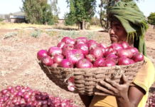 BASF partners with SNV to support drought-affected smallholder farmers in Northern Ethiopia