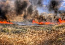 Opinion piece: When farms burn