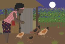 WPF releases free training on feeding chickens