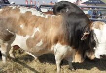 Destined for the next level: Zimbabwean rancher sets new auction record in South Africa, pays R8 million for Boran bull