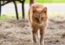Farmers needed for major new study to explore the feasibility of a wildcat reintroduction in Devon