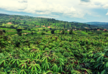 100,000 cassava farming households to strengthen food security and climate resilience