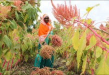 WorldVeg to launch African Vegetable Biodiversity Plan in Rwanda to tackle hunger, malnutrition, poverty, and climate challenges