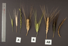 Tapping into ancient genetic diversity can revolutionize wheat breeding and safeguard global food security, Studies