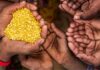 Global hunger falls but 645 million people still faced hunger in 2025, FAO says