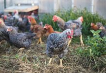 Regenerative Farming and Sustainable Diets: Human, Animal and Planetary Health