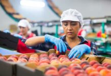 RS launches high-level report into the food and beverage industry