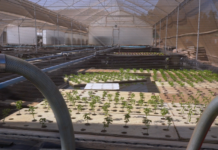 Standard Bank partnership with Sappi continues to empower burgeoning youth farmers