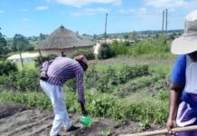 What would it take to start an agricultural revolution in Lusikisiki?