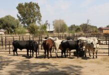 North West Farmers receive another bull donation to boost Agricultural productivity and empower community-driven farming