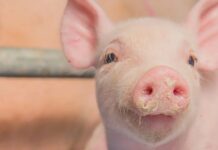 France considering new control measures against African Swine Fever, aims to safeguard its pork industry