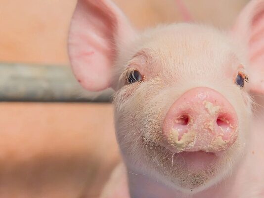 France considering new control measures against African Swine Fever, aims to safeguard its pork industry