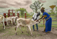 First-ever global animal health innovation conference aims at tackling livestock diseases