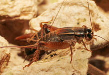 ICIPE seeks to integrate insects across food system as global edible insect market set to grow by 46% over the next four years