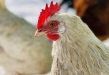 Evaluating the real digestibility of phosphates in feeds