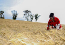 Diageo pledges £450,000 to help develop and trial technology to tackle farming challenges caused by climate change in East Africa