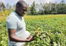 Helping African Smallholder Farmers Fight Soybean Rust Now! – How Early Warning Systems Can Make a Difference