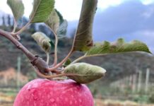 Promising future for South Africa’s sought after Pink Lady apples