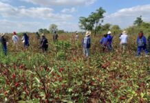Engineer follows his passion and builds a thriving agro-processing business