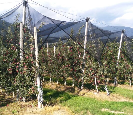 Arrigoni comes to Eima with the most innovative crop protection solutions