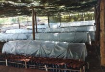 Solidaridad Provides Over 80,000 Tea Seedlings to Uplift Farmers in Thyolo District, Malawi