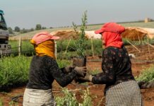 Beyond Carbon: How Holistic Tree Planting Fuels Sustainable Development and Community Empowerment