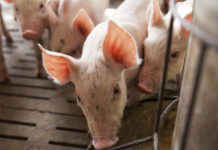 Oleon presents its comprehensive animal feed and ingredient portfolio at EuroTier