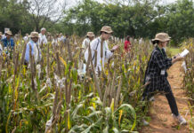 Scientists explore 15,000 pearl millet unique breeding lines, highlight the crop’s growing global recognition