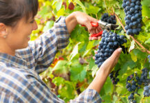 Syensqo launches AgRHEA® LifeXtend Plus to raise the bar in biological formulations