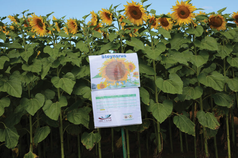 Maximising sunflower yield with strategic planting times