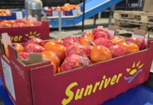 Citrus producer Sunriver Citrus significantly increases sorting efficiency with consistently high quality grading with TOMRA 5S Advanced and Dynamic Lane Balancer