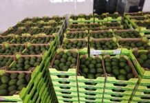 Westfalia Fruit celebrates first Hass avocado shipment to India