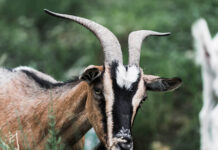 Alpine Goats: The Dairy Goat Breed Thriving in Kenya’s Highlands
