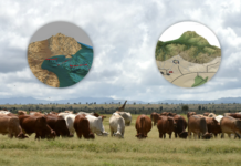 How ILRI scientists use digital tools at a ranch in Kenya to transform livestock research