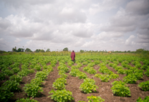 Sustainable Agriculture Revives Hope in Food-Insecure Somali Communities