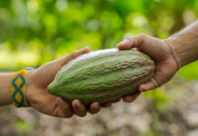 Biodiversity is fundamental to feed a hungry planet – IFAD at COP16 Colombia