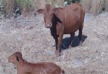 Minimising calving difficulty in beef cattle