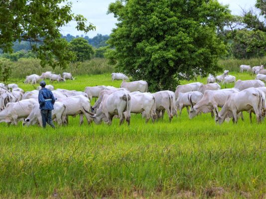 At COP29, IFAD helps countries to achieve agricultural methane reduction