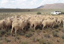 Lamb Champs announce partnership with Karoo Lamb Consortium for upcoming event in Graaff-Reinet
