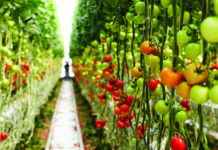 Bayer, Orbia Netafim expand collaboration to advance digital farming technology