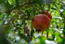 Why Are Pomegranates Special?