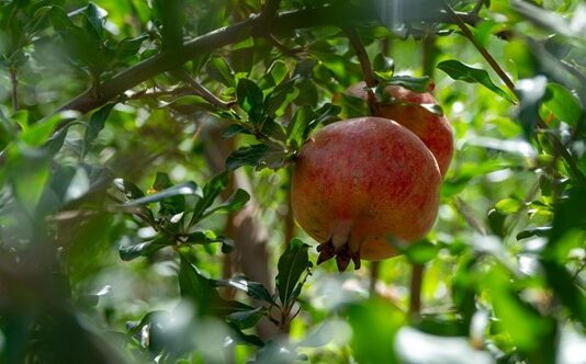 Why Are Pomegranates Special?