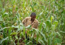 Social media: a new channel to talk about agriculture