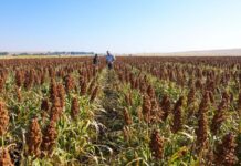 Back to the future: reviving sorghum in South Africa