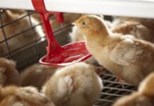 Tecno Prepares for Growth and Development with New Ownership