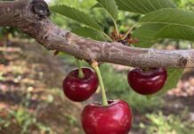 Optimism about South African cherry season not dampened by frost damage