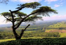 UNHCR provides critical assistance to Malawi nationals and refugees amid crippling drought