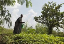COP29: New climate finance goal must empower small-scale farmers to help feed the world