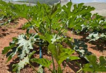 Joint agricultural development project produces rich harvest and gives back to the community